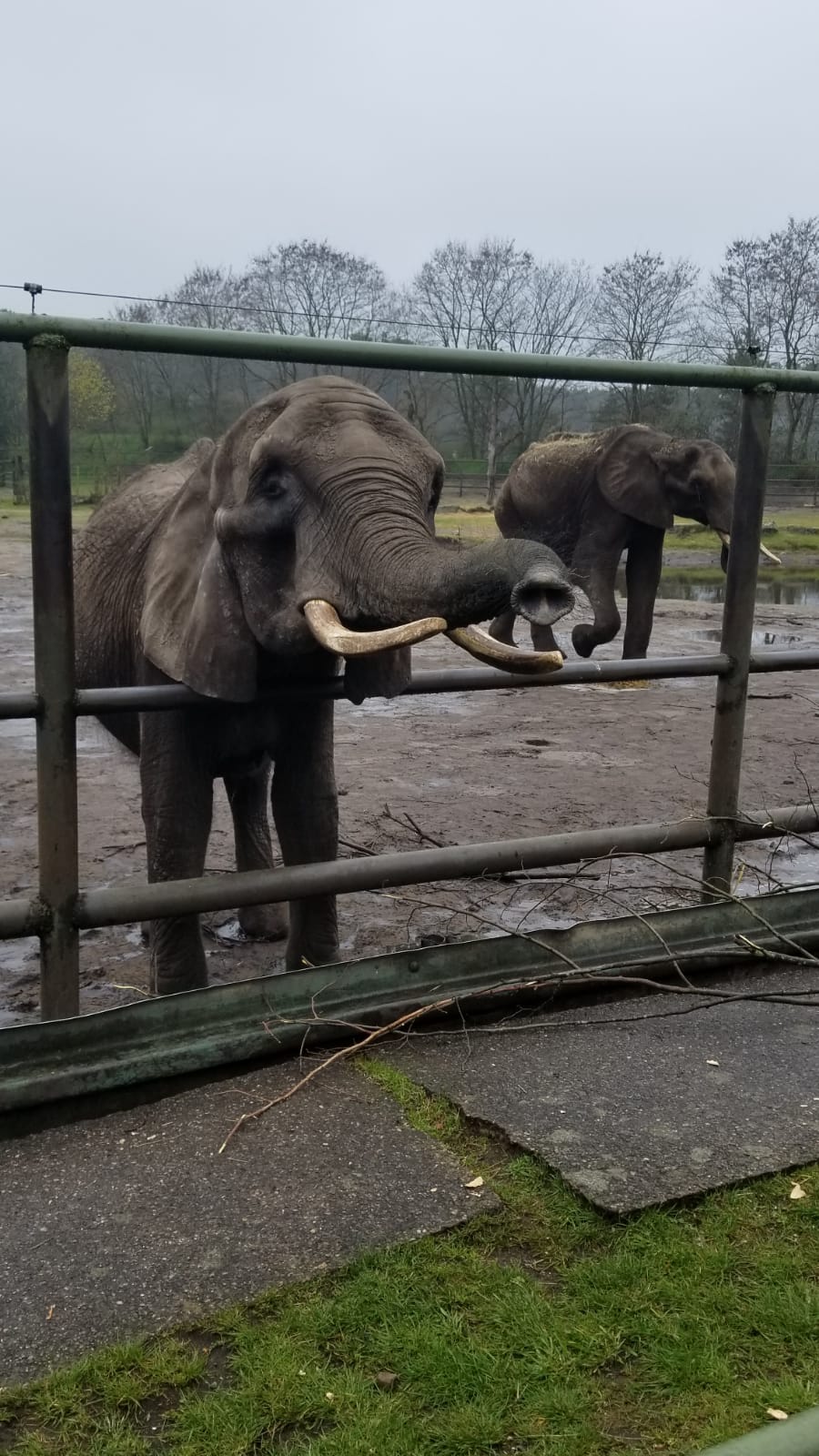 Elefanten im Serengeti-Park